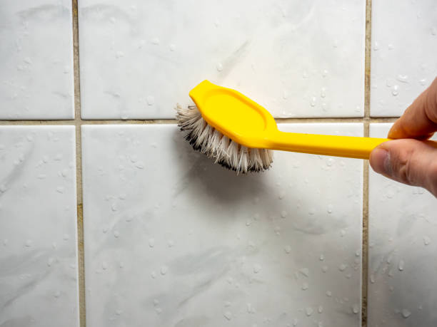 Best Attic Mold Removal  in Excelsior, MN