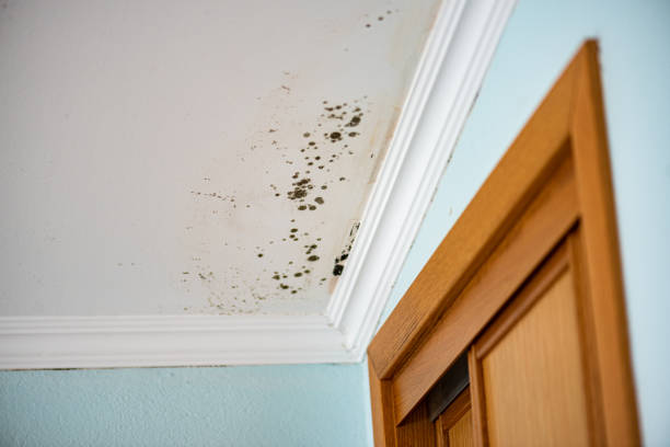 Mold Removal Process in Excelsior, MN