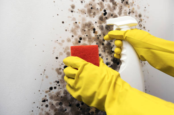 Mold Removal and Inspection in Excelsior, MN