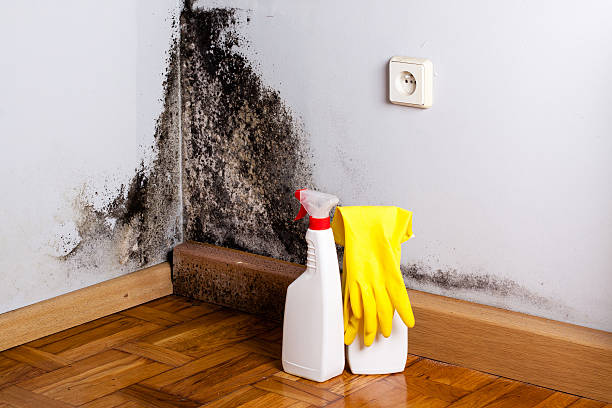Best Residential Mold Removal  in Excelsior, MN